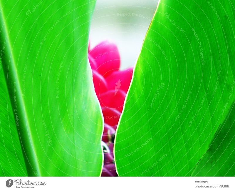 Versteckt Blume Pflanze Nahaufnahme grün rot Hawaii verstecken exotisch
