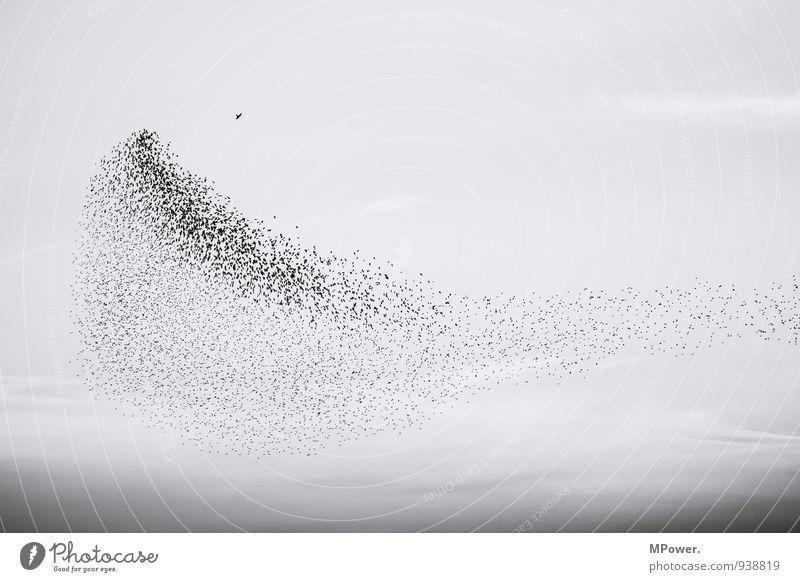 der schwarm Wolkenloser Himmel Tier Tiergruppe fallen fliegen Vogelperspektive Vogelschwarm Angriff Falken Gruppenzwang viele Zusammenhalt Schwarzweißfoto
