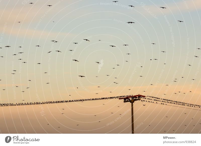 überbucht Tiergruppe Schwarm lustig Vogel Strommast Abendsonne Wolkenhimmel fliegend Vogelschwarm Landen Landeplatz Herbst Farbfoto Außenaufnahme Menschenleer