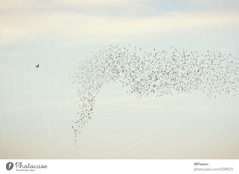 antreiber Tiergruppe hoch Vogel Schwarm Vogelschwarm fliegend Angriff Falken Himmel Farbfoto Außenaufnahme Menschenleer Textfreiraum oben Abend Dämmerung