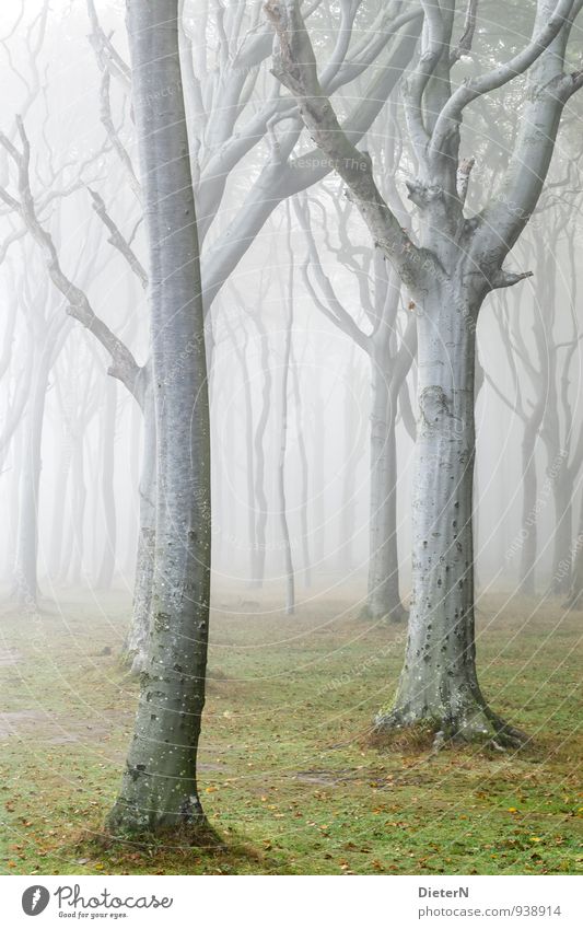 Schleier Natur Landschaft Herbst Wetter Nebel Baum Gras Wald grau grün weiß Buchenwald Gespensterwald Farbfoto Außenaufnahme Menschenleer Textfreiraum links