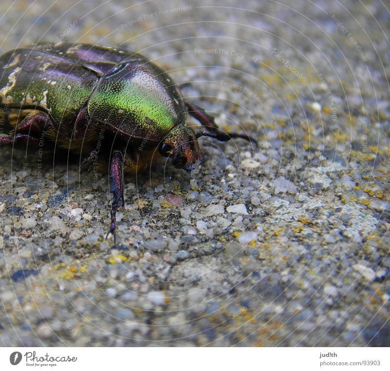Glitzerkäfer glänzend schimmern grün Insekt krabbeln Tier Fühler kaputt Frühling Makroaufnahme Nahaufnahme schön Peterchens Mondfahrt gold Käfer Beine
