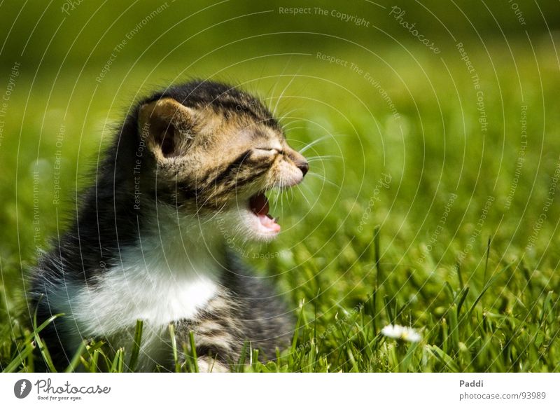 Komm mir nicht zu nah.... Katze Katzenbaby Miau Gras süß klein winzig Tiefenschärfe gefährlich fauchen sprechen grün Sommer Physik heiß Wiese Angst Panik