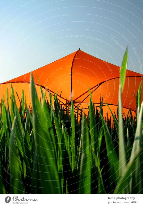 Dreifarbigkeit Cloppenburg Regenschirm Sonnenschirm Unwetter Wolken Gras Halm Wiese Sommer Feld grün Frühling Blumenwiese Umwelt sommerlich Pflanze