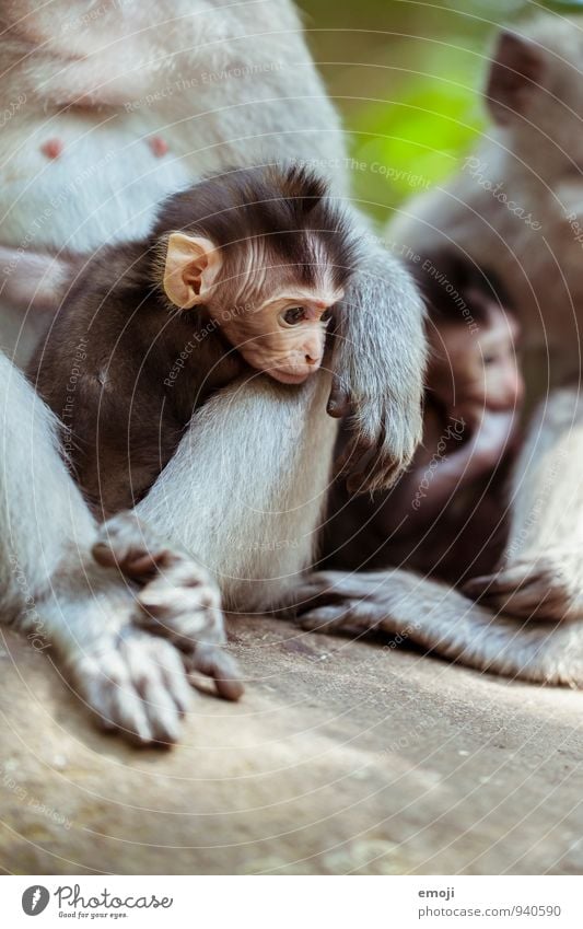 Bande Tier Wildtier Tiergesicht Zoo Affen Tierjunges Tierfamilie klein weich niedlich Farbfoto Außenaufnahme Tag Schwache Tiefenschärfe Tierporträt