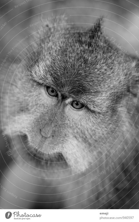 alt Tier Wildtier Fell Zoo Affen 1 niedlich grau Schwarzweißfoto Außenaufnahme Menschenleer Tag Schwache Tiefenschärfe Vogelperspektive Tierporträt