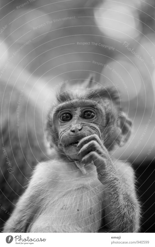 jung Tier Wildtier Zoo Affen 1 Tierjunges niedlich grau Schwarzweißfoto Außenaufnahme Menschenleer Tag Schwache Tiefenschärfe Froschperspektive Tierporträt