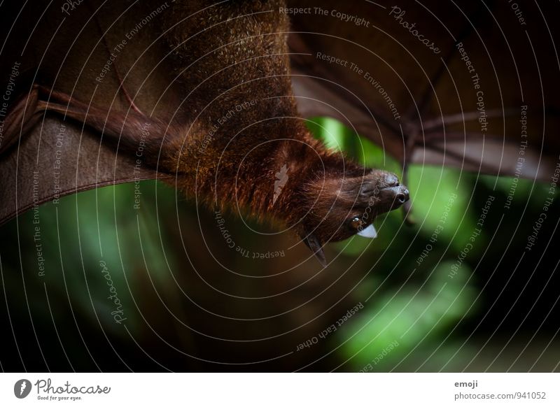 na ich! Umwelt Natur Tier Wildtier Zoo Fledermäuse 1 dunkel gruselig Farbfoto Außenaufnahme Nahaufnahme Dämmerung Schwache Tiefenschärfe