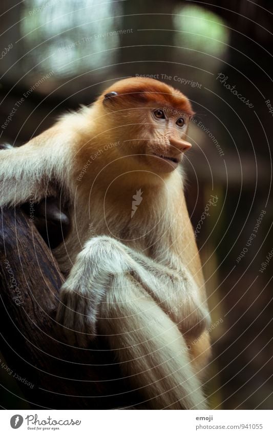 Affe Tier Wildtier Tiergesicht Zoo Affen 1 wild Farbfoto Außenaufnahme Menschenleer Tag Schwache Tiefenschärfe Tierporträt Wegsehen
