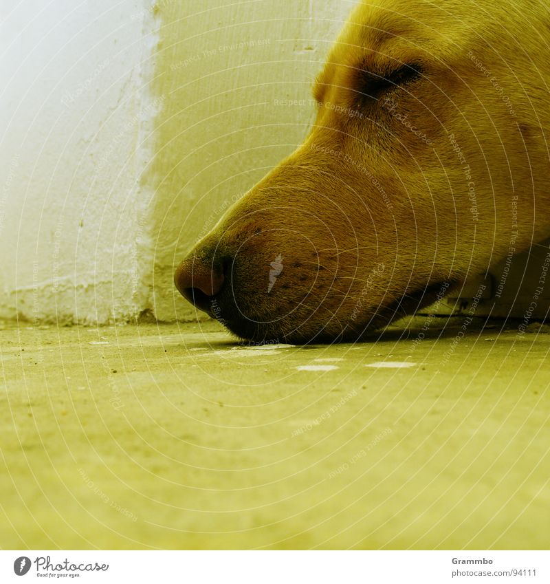 Abgelegt Erschöpfung schlafen kaputt Schnauze Zufriedenheit grün Säugetier Erholung Müdigkeit matt Hundewetter Nase