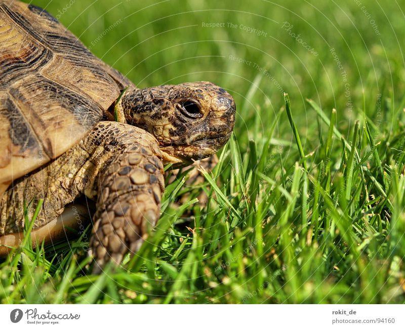 FLOCKI I. Schildkröte Treue langsam atmen Gras Landschildkröte hart Krallen Jahr Eltville Haustier wach Vertrauen Sommer gepanzert alt Feste & Feiern Scheune