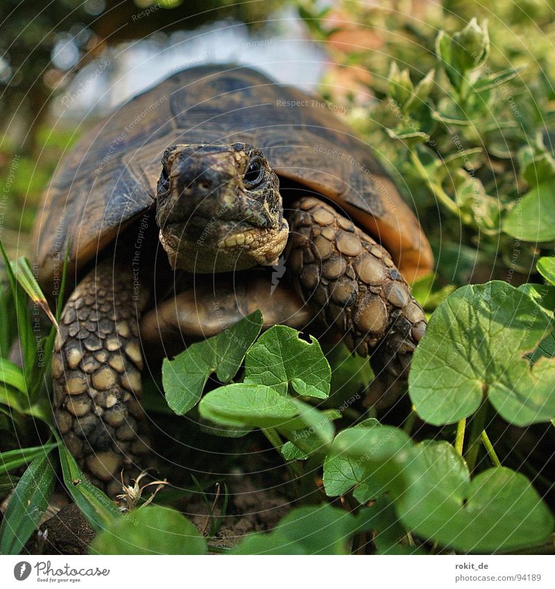 FLOCKI II. Schildkröte Treue langsam atmen Gras Landschildkröte hart Krallen Jahr Eltville Haustier wach Makroaufnahme Nahaufnahme Freude gepanzert alt