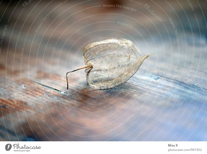 Physalis Frucht Dekoration & Verzierung Natur Herbst Kitsch Krimskrams verblüht dehydrieren Stimmung Tod Verfall Vergänglichkeit Skelett Blattadern hohl Holz