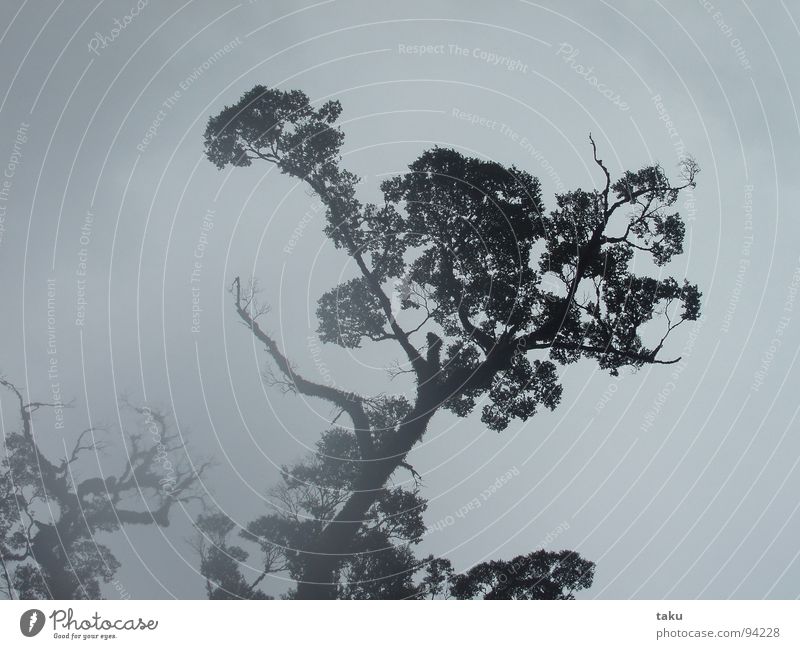 MISTY TREE Baum Nebel mystisch Stimmung Urwald Kajak Neuseeland Wolken dunkel Nebelbank beeindruckend Mythologie ungeheuerlich schön Erde Gefühle Sinnesorgane