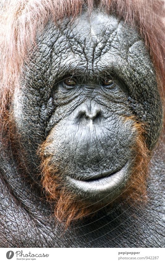 Charakter Zoo Tier Wildtier Affen Orang-Utan 1 alt beobachten Lächeln braun grau Gefühle Gelassenheit Weisheit Farbfoto Tierporträt