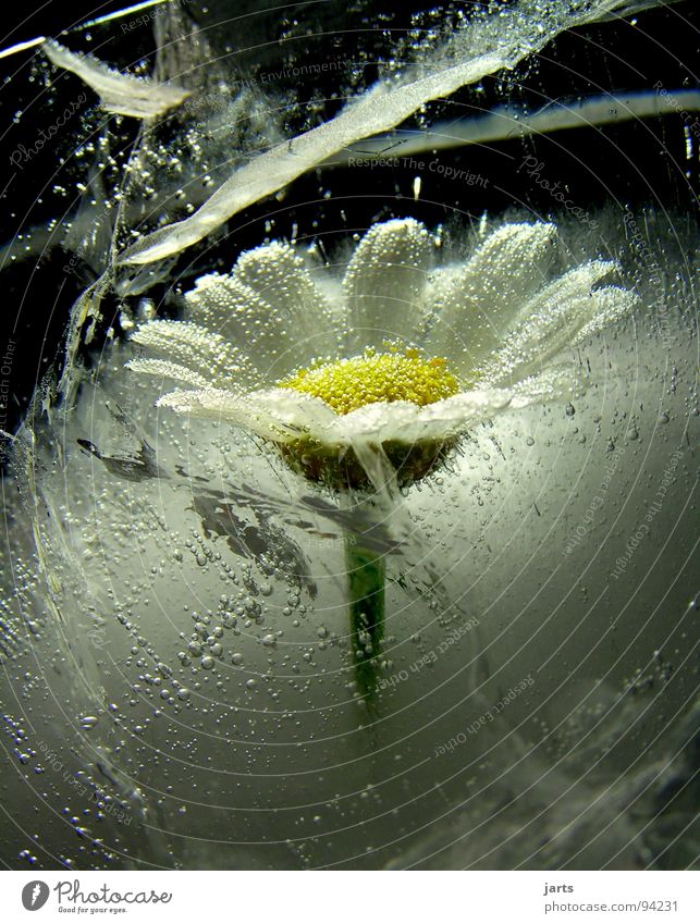 Eisblume gefroren Blume Eisblumen kalt Sommer Winter tiefgekühlt Wachstum driften stagnierend Luftblase Wasser Margaritenblume jarts Bätter Blühte Tod Leben