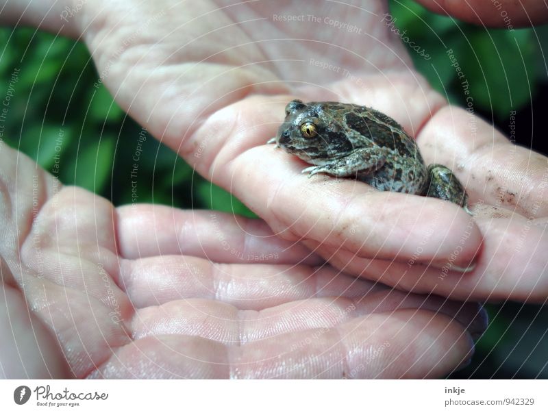Findelkind Bildung Biologe Biologie Hand Tier Wildtier Frosch Erdkröte 1 hocken klein natürlich niedlich Gefühle Schutz Tierliebe Verantwortung achtsam Vorsicht