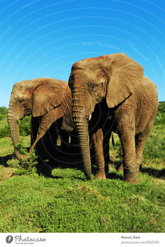 Elephants Tier Wildtier Zoo Elefant Safari Afrika Südafrika 2 Herde authentisch frei Gesundheit gigantisch Unendlichkeit natürlich wild blau braun grün