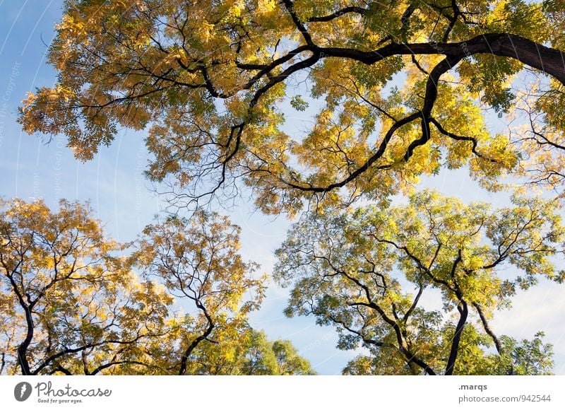 Baumkronen Natur Umwelt Schönes Wetter