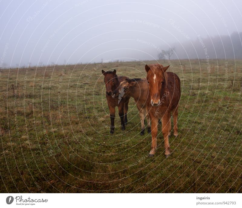 Drei im Morgennebel Natur Landschaft Himmel Horizont Herbst Nebel Baum Feld Weide Tier Nutztier Pferd Island Ponys Fohlen 3 Herde Tierjunges beobachten Blick