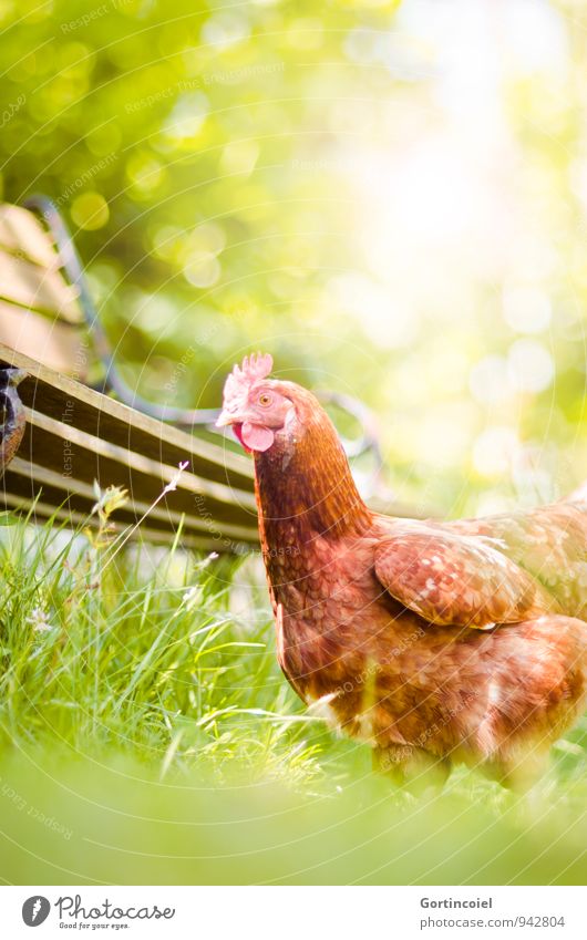 Henne Natur Sonne Sommer Gras Garten Tier Nutztier Vogel Tiergesicht Flügel 2 Gesundheit natürlich braun gelb grün Haushuhn Bauernhof umweltfreundlich