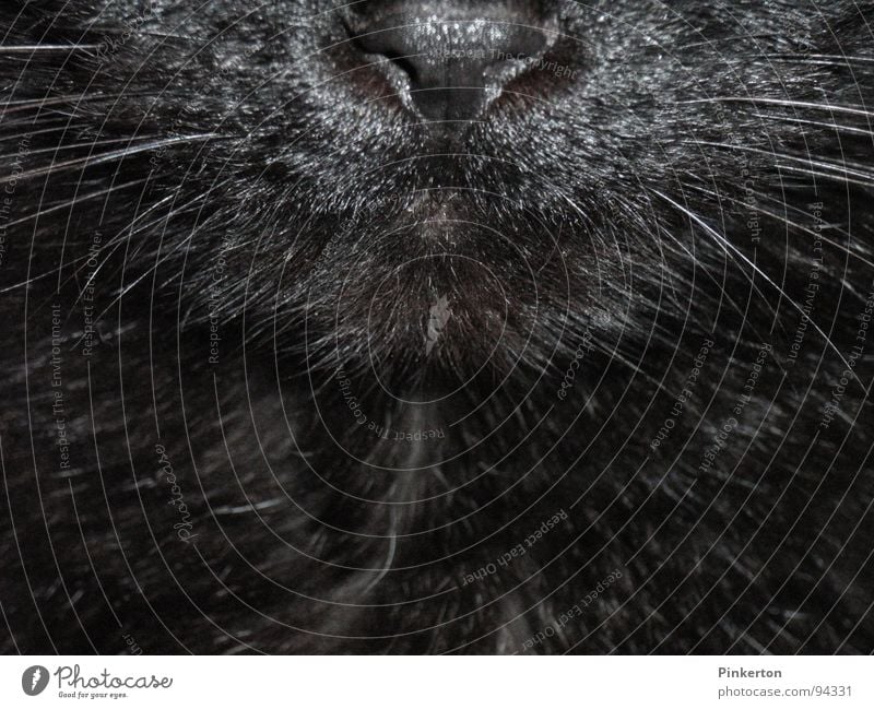 Die Katze ist ein freier Mitarbeiter Leopard Schnauze Schnurrhaar Nase Geruch Fell weich glänzend kuschlig Streicheln Säugetier Mietze Stubentieger