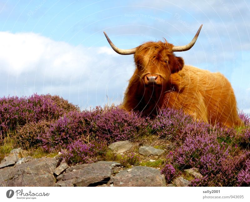 Siesta in den Highlands... Sonnenlicht Sommer Schönes Wetter Heidekrautgewächse Bergheide Felsen Tier Nutztier Kuh 1 beobachten Erholung liegen träumen warten