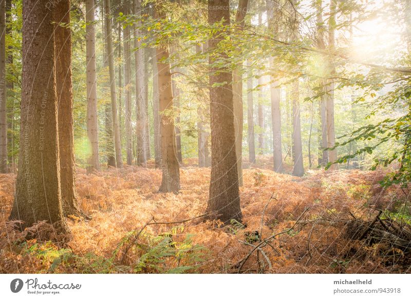 Goldener Herbst Landschaft Sonne Sonnenaufgang Sonnenuntergang Sonnenlicht Baum Farn Wald Denken Lächeln Liebe träumen positiv schön Wärme Gefühle