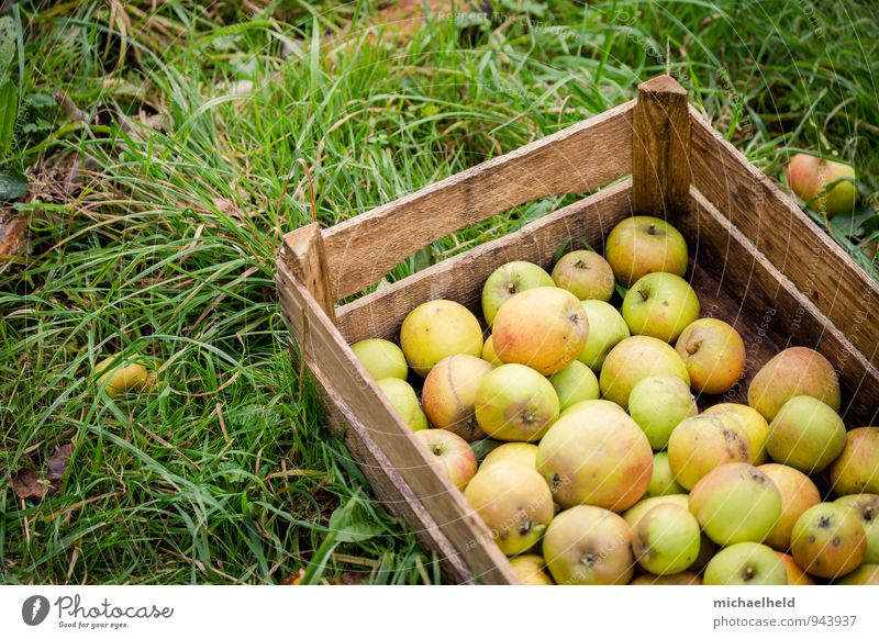 Apfelernte 2 Lebensmittel Frucht Bioprodukte Vegetarische Ernährung Diät Fasten Gesundheit nachhaltig natürlich genießen Apfelkiste Obstbau Gesunde Ernährung
