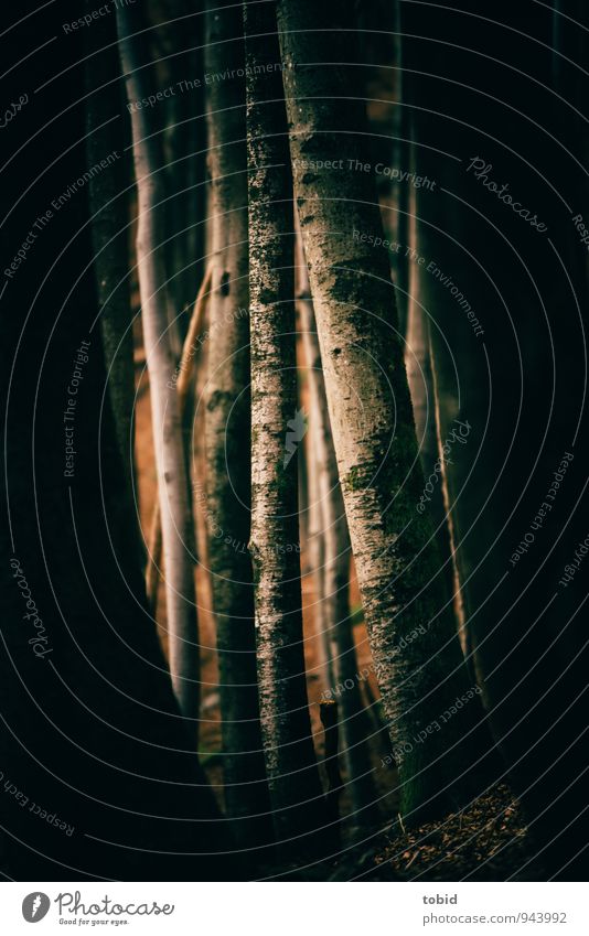 Mystisch Natur Landschaft Pflanze Baum Wald bedrohlich dunkel elegant kalt lang dünn Wärme braun gelb grau schwarz mystisch Baumstamm Baumrinde Gedeckte Farben