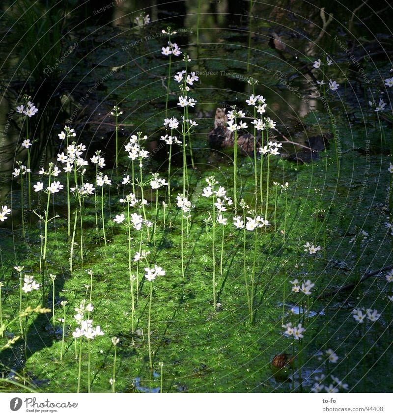 Sumpf Moor Blume Pflanze Teich Blüte Umweltschutz Wasser Natur Schlaubetal