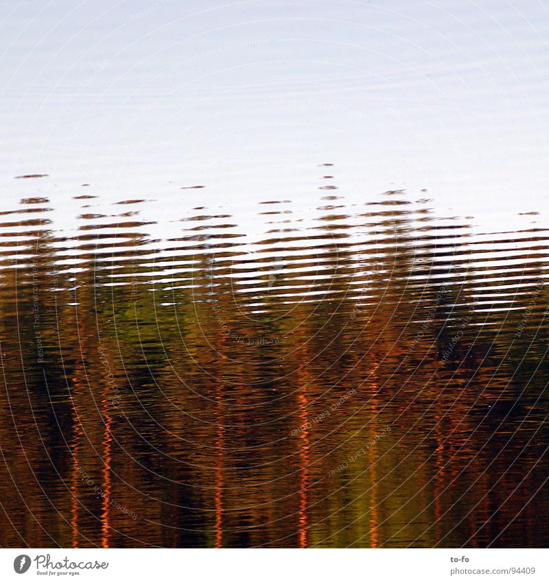Waldsee See Spiegel Licht Raster Reflexion & Spiegelung nass Sommer Strukturen & Formen Natur Wasser Himmel Unschärfe
