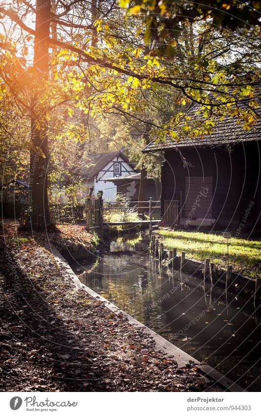 Kanale Grande im Spreewald Freizeit & Hobby Ferien & Urlaub & Reisen Tourismus Ausflug Abenteuer Kreuzfahrt wandern Umwelt Natur Landschaft Herbst Flussufer