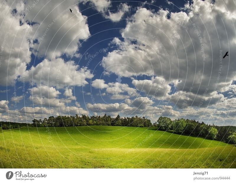 Stell doch Deine Schafe drauf! Wiese Gras Wolken grün Grünfläche Licht Sommer Baum Wald Luft Panorama (Aussicht) Himmel Weide Wolken am Himmel Natur Natur pur