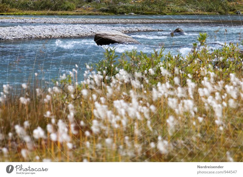 Trash 2015 | Wollgras Sinnesorgane ruhig Ferien & Urlaub & Reisen Natur Landschaft Pflanze Wasser Sommer Gras Fluss Blühend Freundlichkeit frisch natürlich