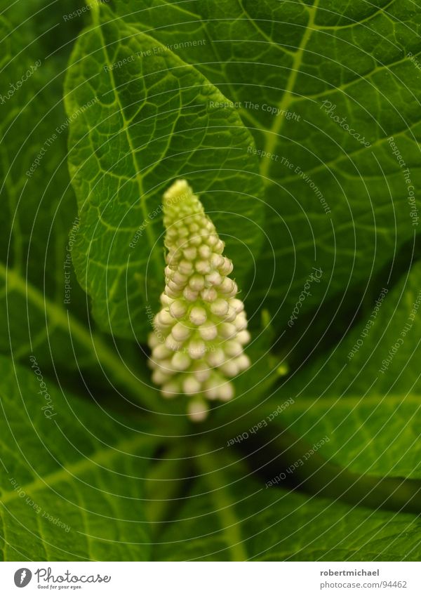 eine ganz natürliche erektion Blüte Blatt Makroaufnahme Blattgrün Photosynthese Stempel Botanik
