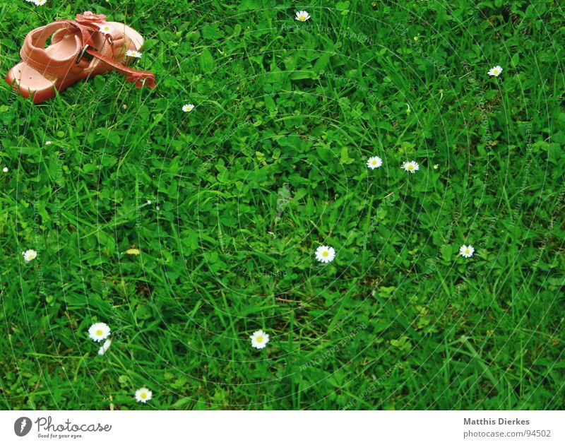 MODE Schuhe klein Sandale rosa Gänseblümchen Gras Barfuß Sommer Wohlgefühl ruhig Feierabend genießen Freude Schühchen Rasen Riemen link Ecke oben Erholung Leben