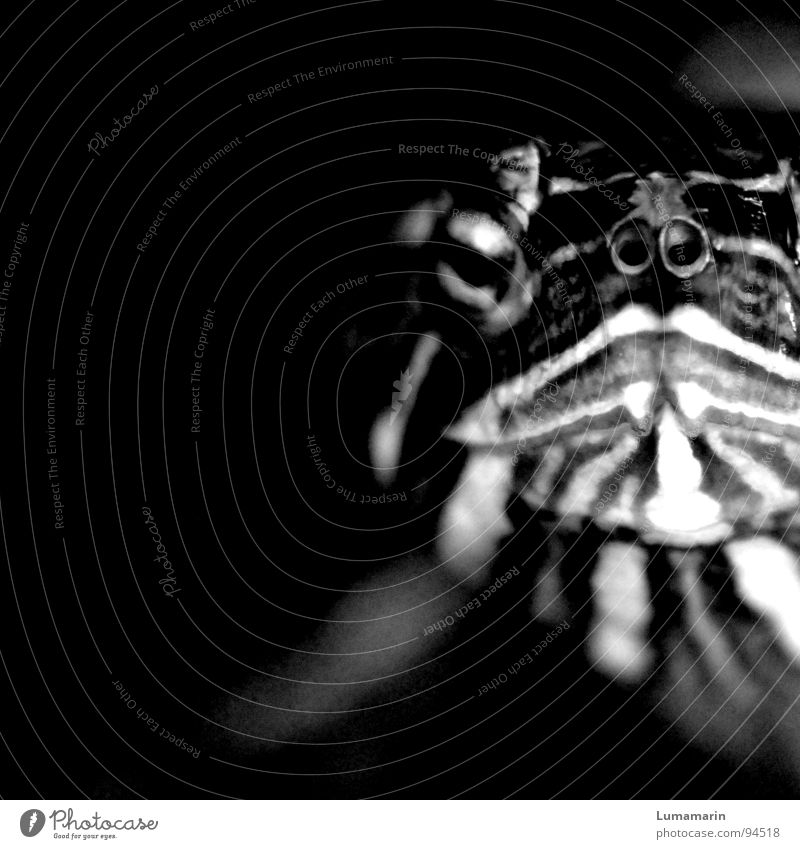 Gesichtsausdruck Tier Haustier Reptil Schildkröte Wasserschildkröte Gemälde Muster Blick Mundwinkel Nasenloch Streifen Körpermalerei kalt streng ernst hart