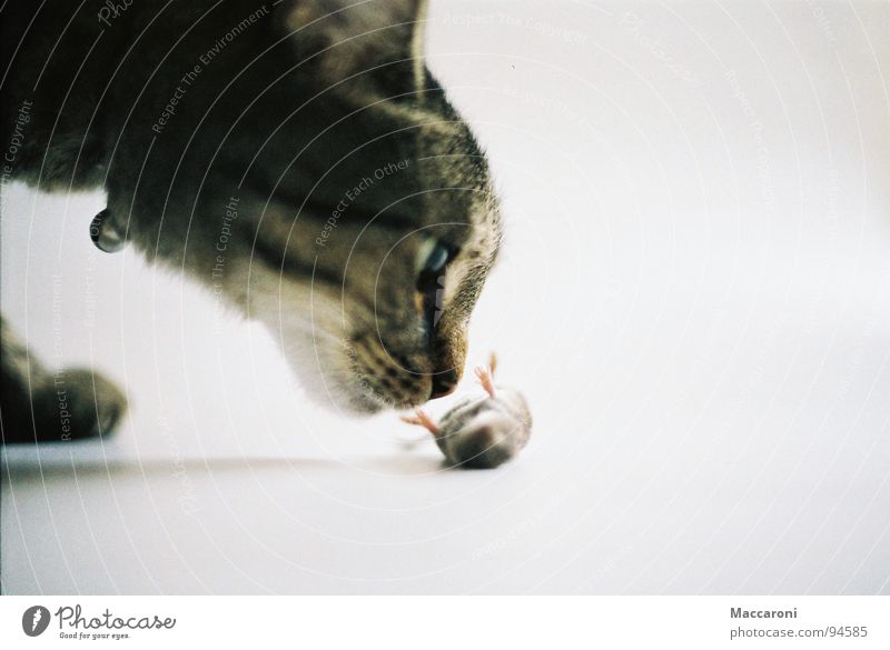 Mörder II Ernährung Jagd Auge Rücken Bauch Beine Fell Katze Maus Pfote bedrohlich Tod gefährlich Abenteuer Geruch Säugetier getiegert Spielen Gesunde Ernährung