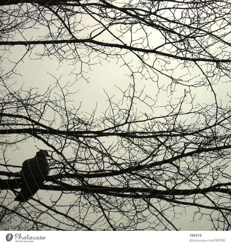 F. REISEIN... (II) Vogel Taube Geäst Baum Silhouette Frieden Sicherheit frei fliegen Natur Freiheit frei sein ... Wandel & Veränderung Irritation
