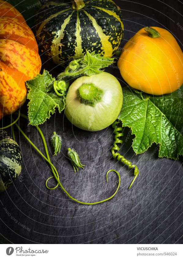 Bunte Kürbisse mit Blüten, Stängel und Blätter auf Schiefer Lebensmittel Gemüse Bioprodukte Vegetarische Ernährung Diät Design Freizeit & Hobby Garten