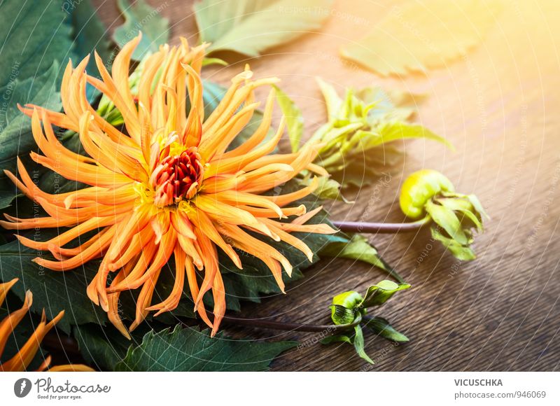 Orange Dahlie Blume im Sonnenlicht Lifestyle Design Freizeit & Hobby Sommer Garten Natur Pflanze Sonnenaufgang Sonnenuntergang Herbst Park Blumenstrauß weich