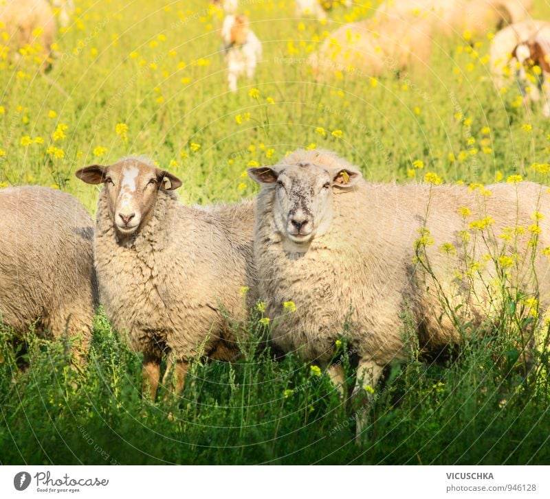 Zwei Schafe mit dickem Pelz auf Sommerweide Lifestyle Freizeit & Hobby Natur Frühling Herbst Schönes Wetter Wiese Feld Tier Nutztier 2 Liebe springen Weide Gras