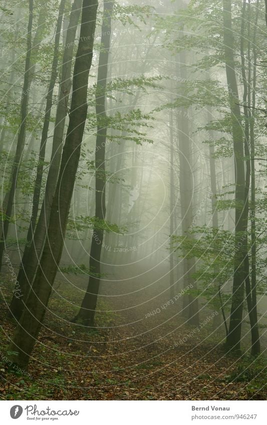 Fototapete Umwelt Natur Pflanze Herbst Klima Nebel Baum Wald Gefühle Stimmung ruhig grün hoch Herbstlaub Blatt Wege & Pfade Hügel Allee verträumt träumen