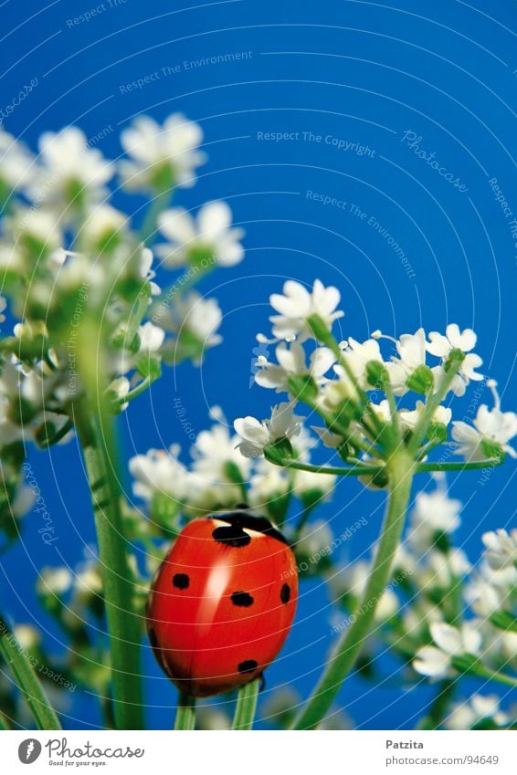 So klein, so süß, so krabbelig Marienkäfer Insekt rot Sommer Frühling Blume weiß Wiese Gras Halm Makroaufnahme Nahaufnahme Käfer Himmel blau