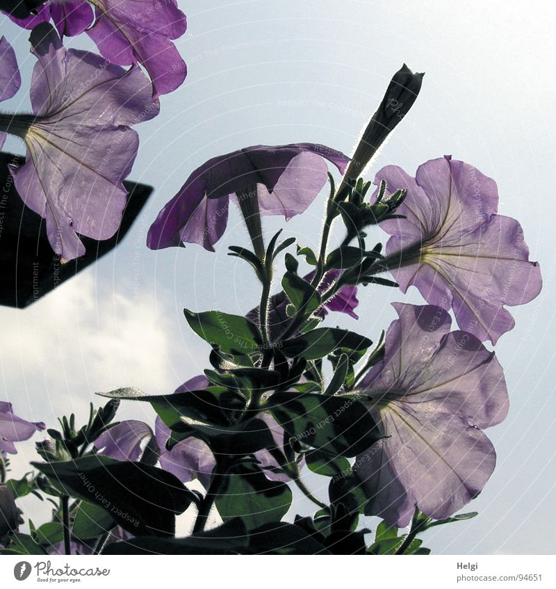 zarte Blüten Blume Petunie violett Stengel Blühend geschlossen Wolken weiß Vergänglichkeit frisch Sommer Sonne dunkel Licht Garten Park Himmel Blütenknospen