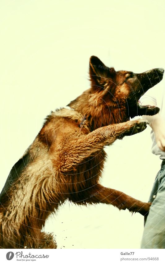 Spieltrieb Hund Spielen springen gefährlich steigen Angriff attackieren Freude fangen Maul beißen Dynamik Deutscher Schäferhund