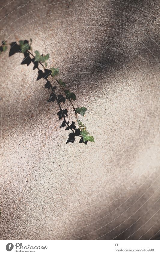 efeu Umwelt Natur Schönes Wetter Pflanze Blatt Grünpflanze Efeu Mauer Wand Wachstum Farbfoto Außenaufnahme Menschenleer Textfreiraum rechts Textfreiraum unten