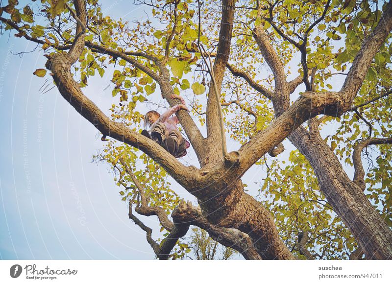baumkronenbezwingerin Kind Mädchen Junge Kindheit 8-13 Jahre Natur Himmel Herbst Baum Freiheit Freizeit & Hobby bedrohlich Zufriedenheit Ast Baumstamm Blatt