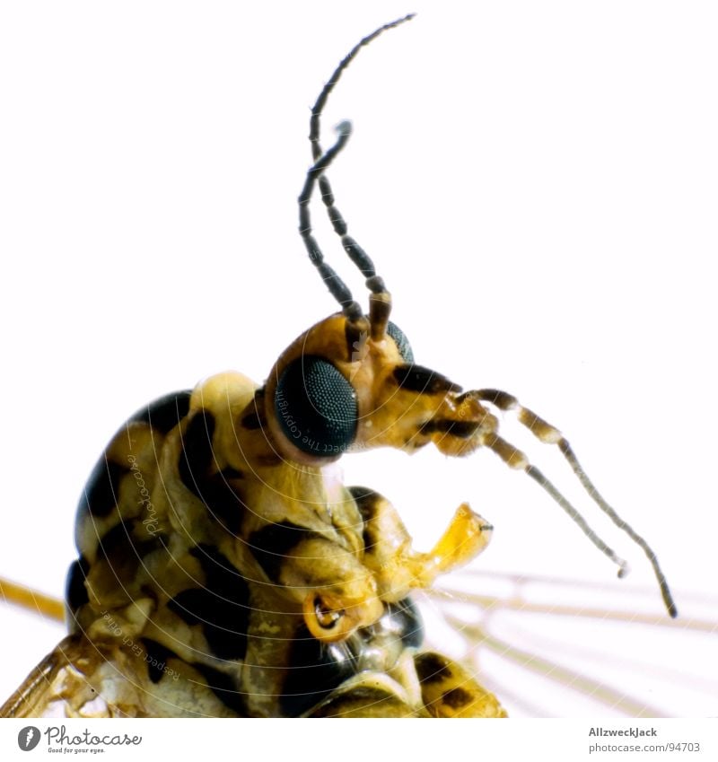 Der goldene Schuss Stechmücke Makroaufnahme Rüssel stechen Insekt saugen Schmarotzer Facettenauge scheckig Antenne Fühler Freisteller weiß Rausch Fixer